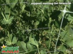 plants using trellis net in cropfield