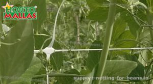 trellis net used in garden for plant support