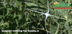 cropfield with trellis net in plants