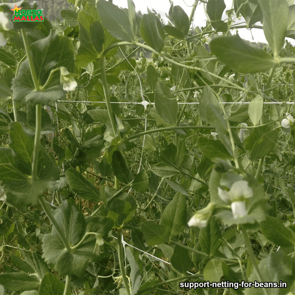 trellis net installed in bean crop field