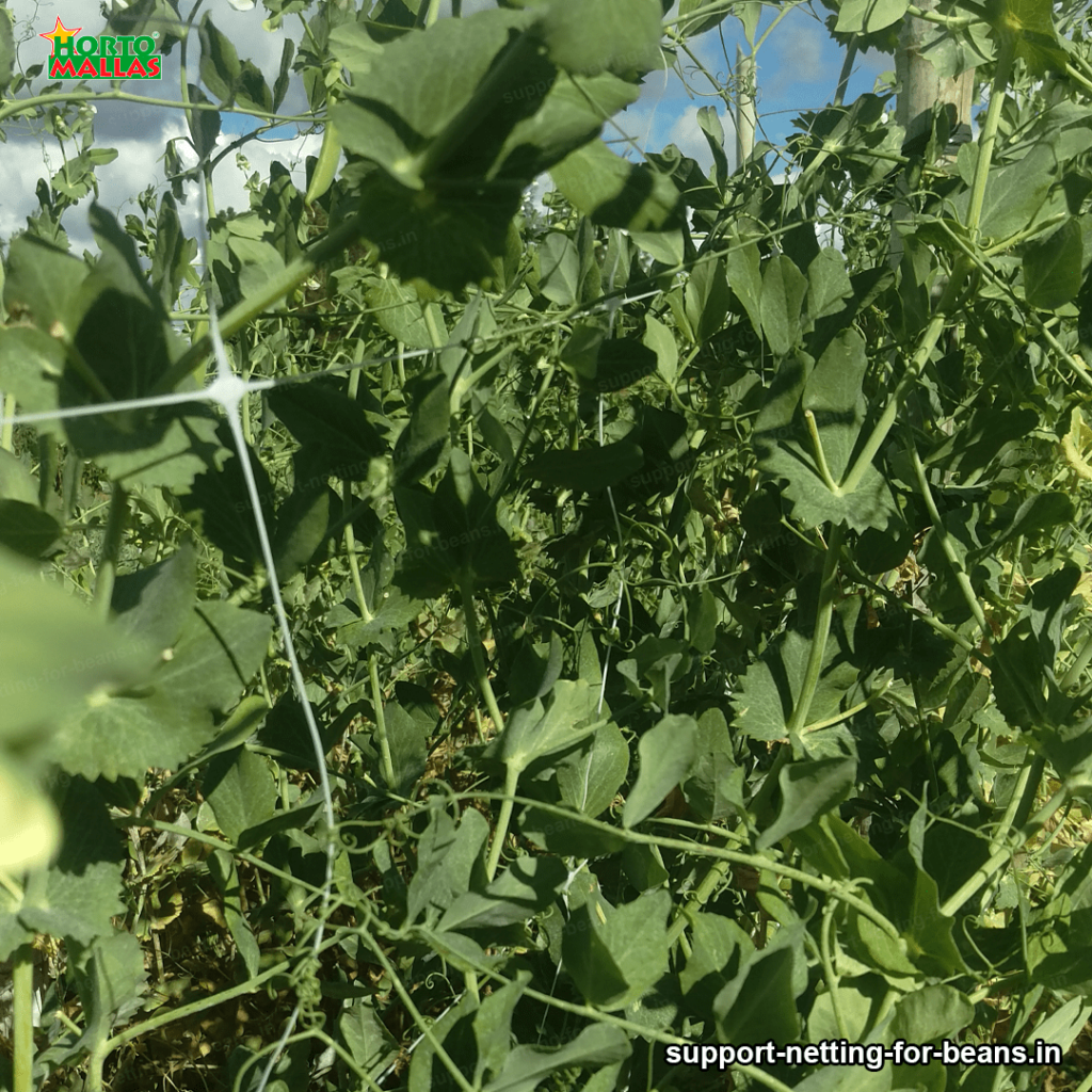 support netting for bean trellising